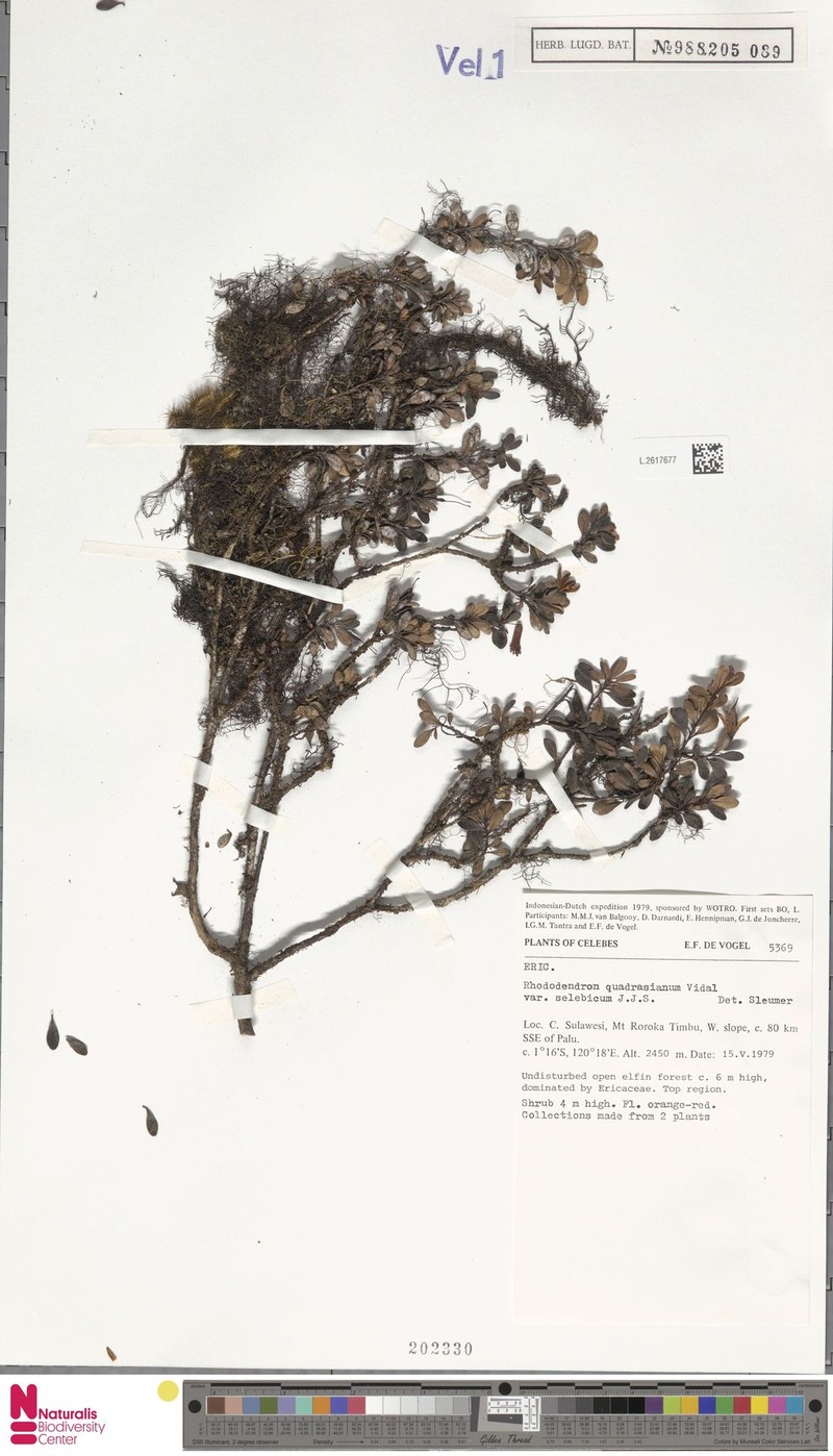 Rhododendron quadrasianum var. selebicum photo 3