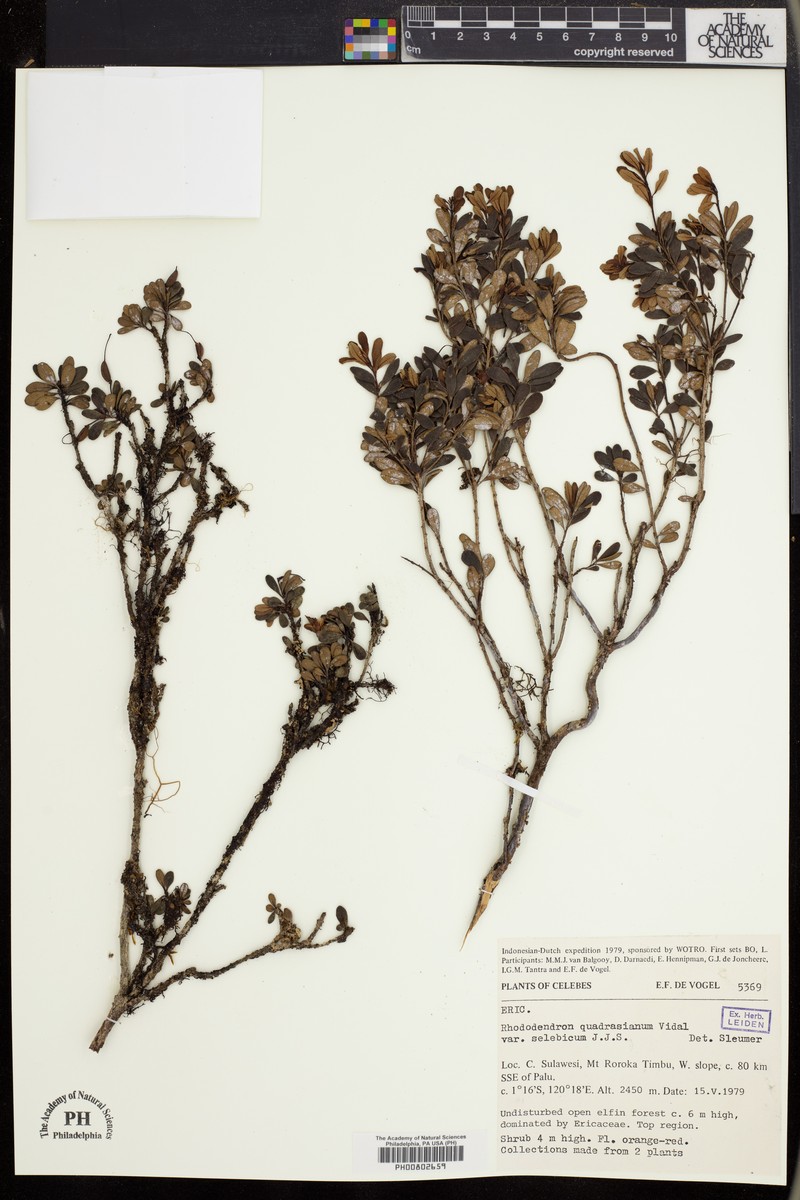 Rhododendron quadrasianum var. selebicum photo 4