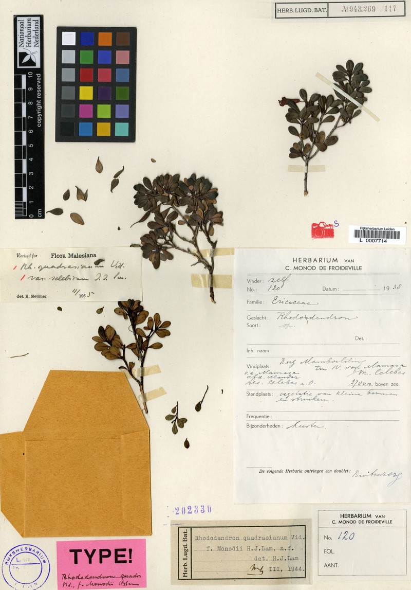 Rhododendron quadrasianum var. selebicum photo 5