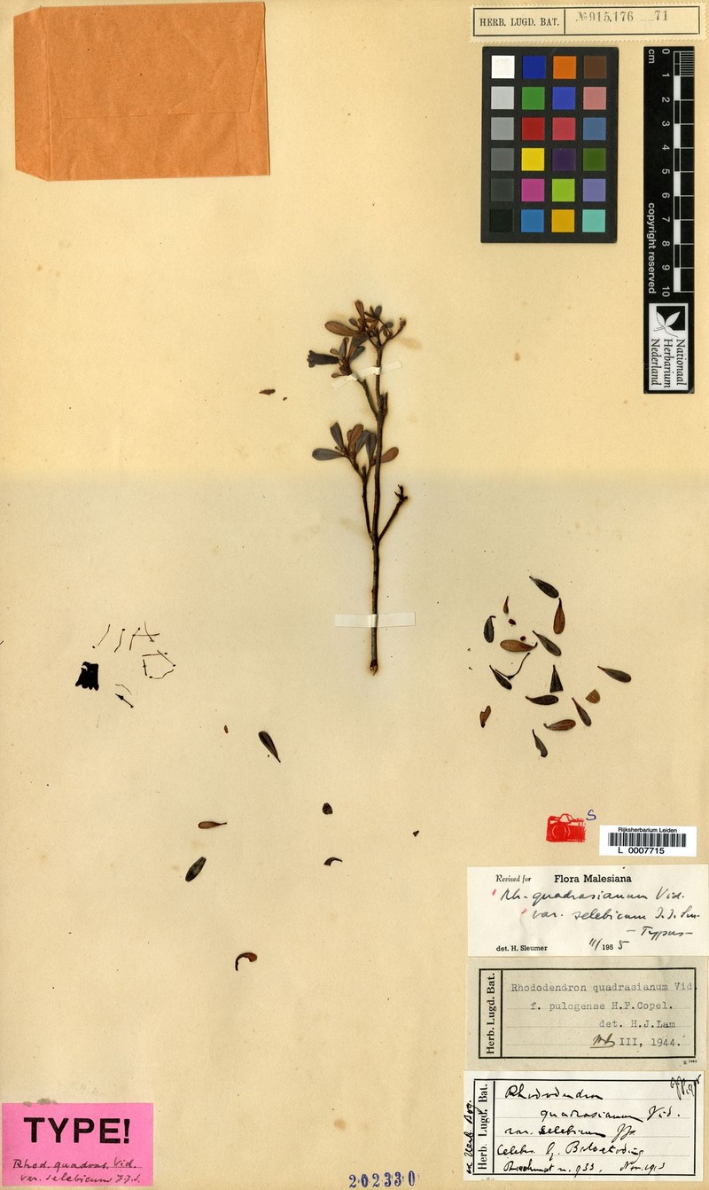 Rhododendron quadrasianum var. selebicum photo 6