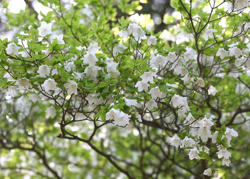 Rhododendron quinquefolium