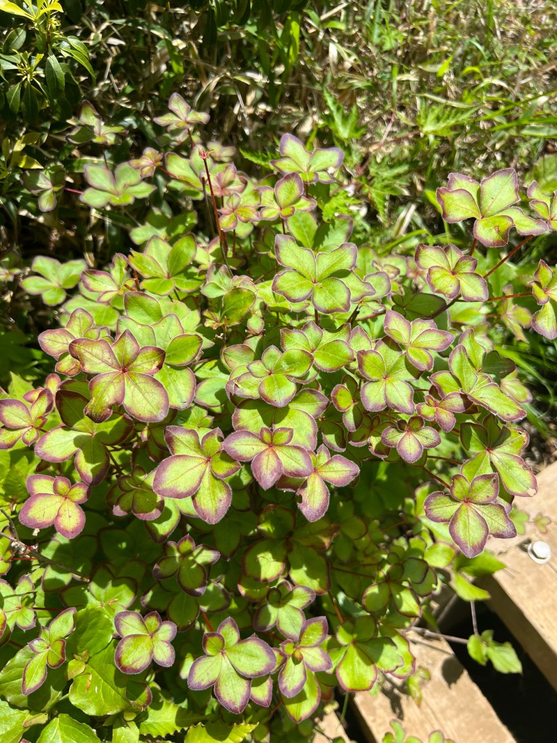 Rhododendron quinquefolium photo 2