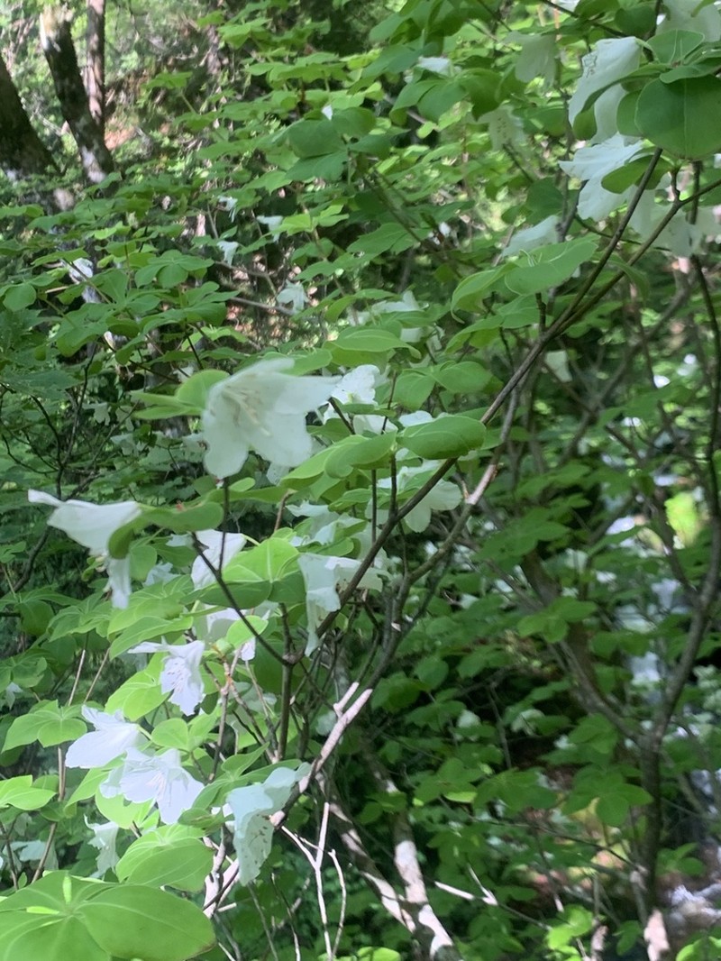 Rhododendron quinquefolium photo 3