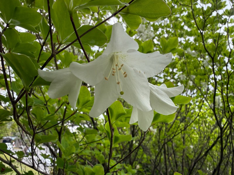 Rhododendron quinquefolium photo 4