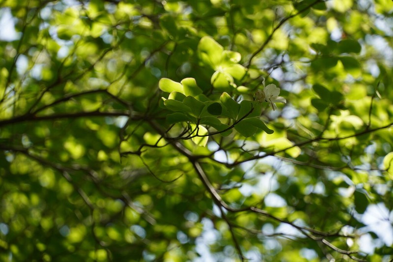 Rhododendron quinquefolium photo 5