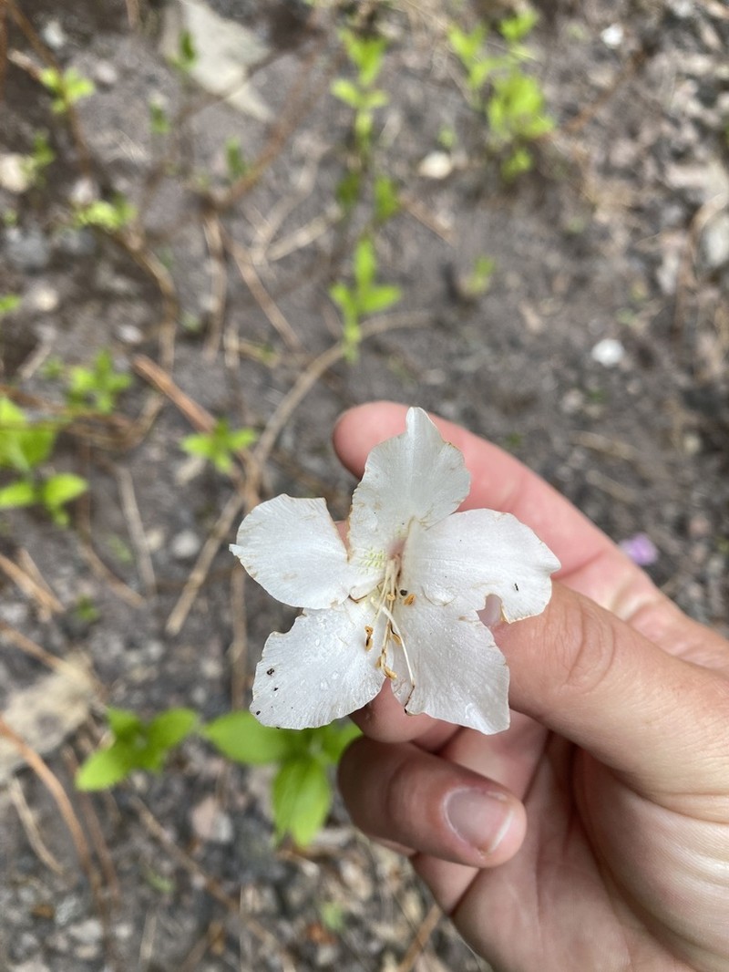 Rhododendron quinquefolium photo 6