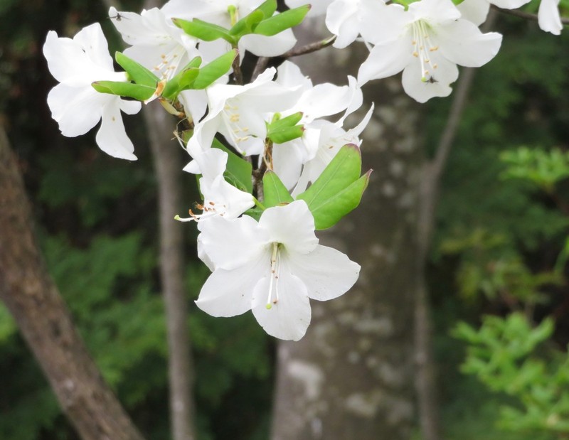 Rhododendron quinquefolium photo 7