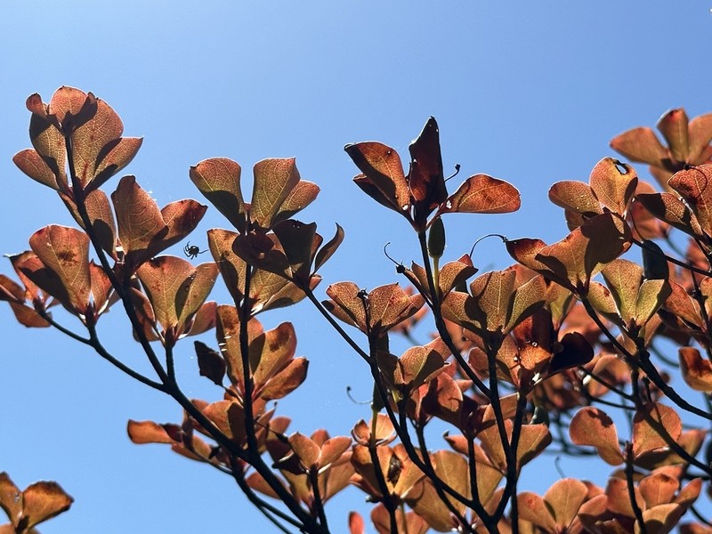 Rhododendron quinquefolium photo 8