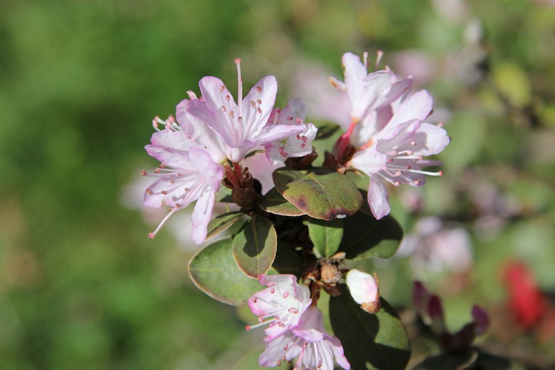 Rhododendron racemosum photo 2