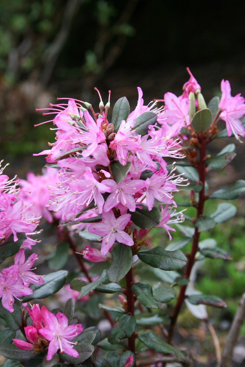 Rhododendron racemosum photo 3