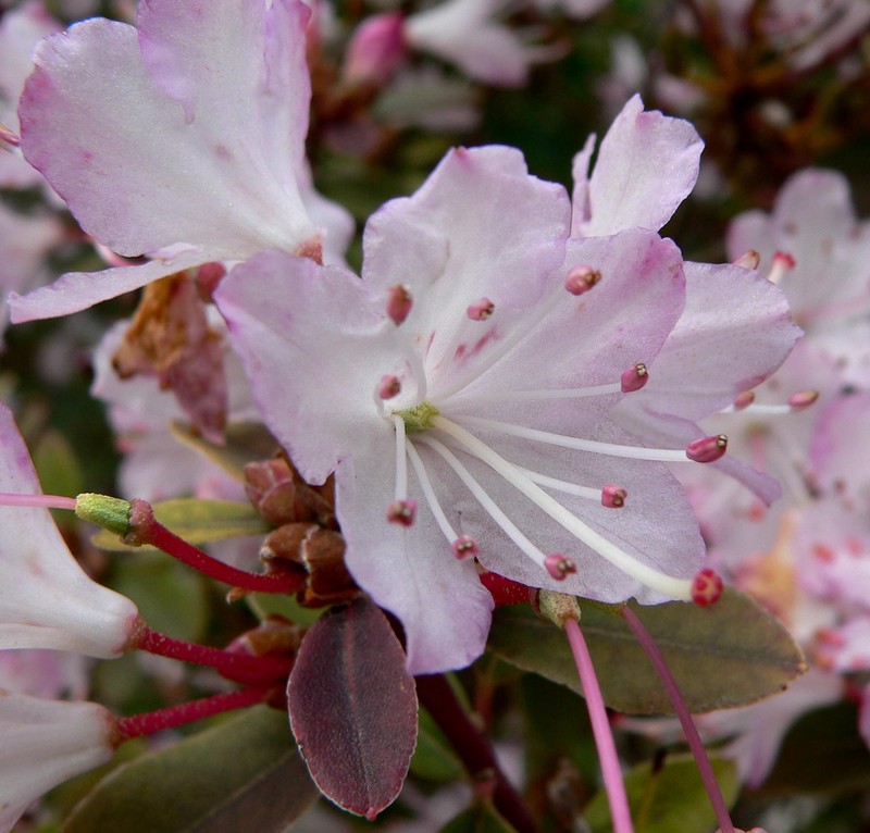 Rhododendron racemosum photo 4
