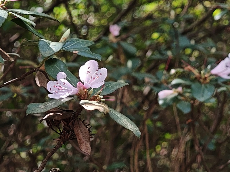 Rhododendron racemosum photo 5
