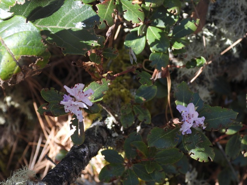 Rhododendron racemosum photo 6