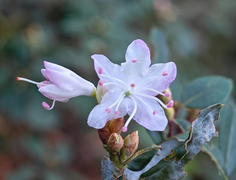 Rhododendron racemosum photo 7