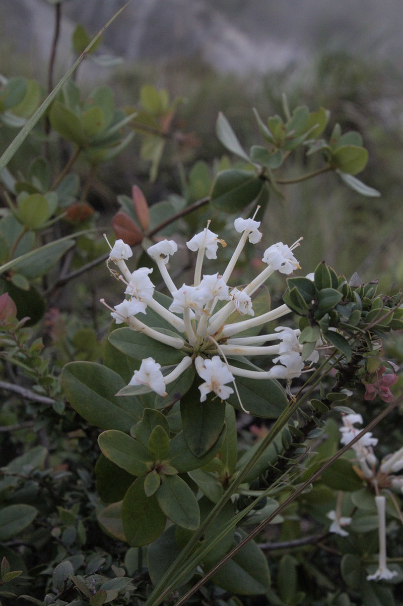 Rhododendron radians