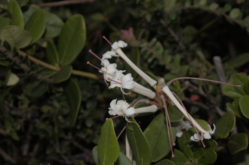 Rhododendron radians photo 2