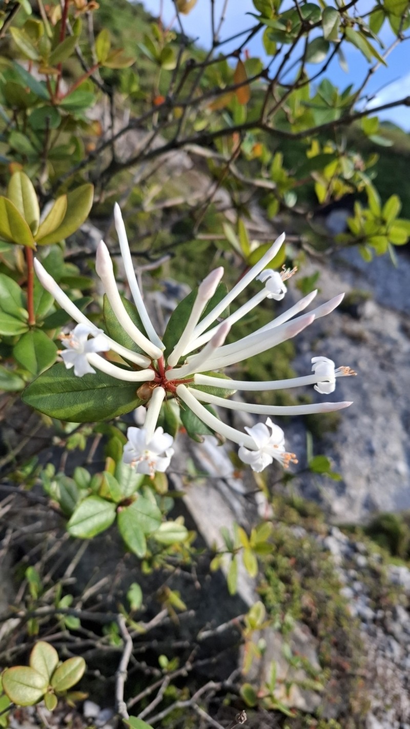 Rhododendron radians photo 3