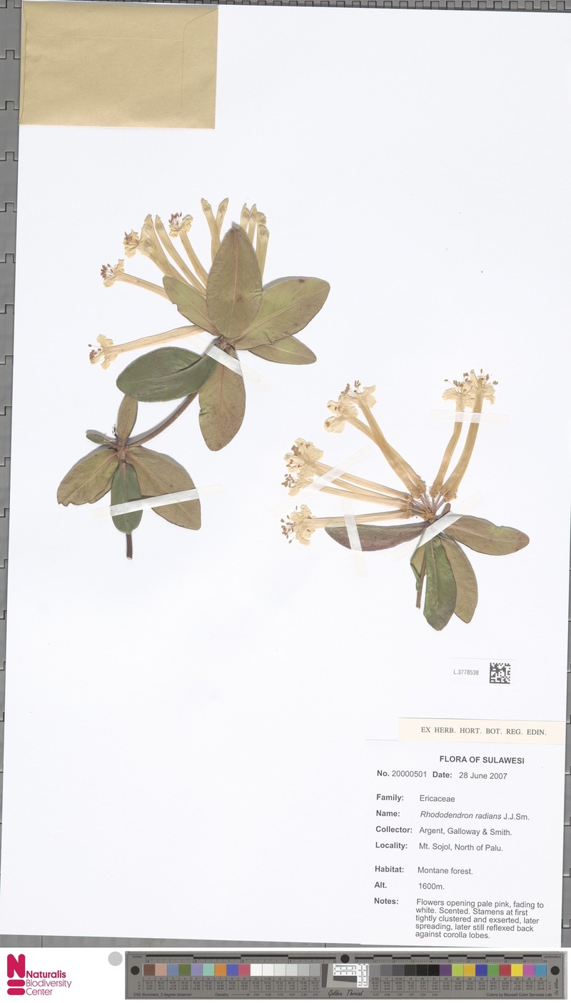 Rhododendron radians photo 4