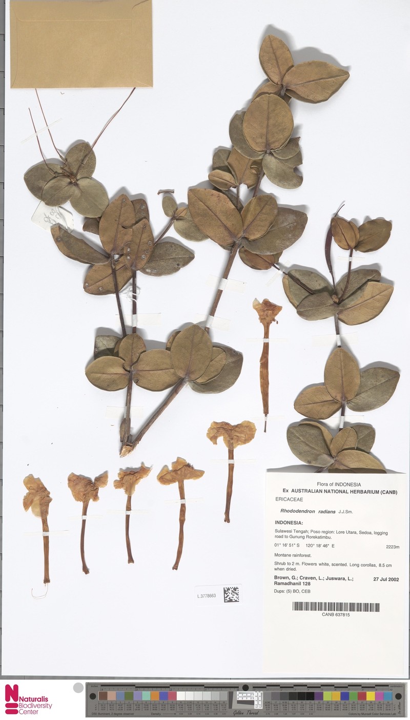 Rhododendron radians photo 5