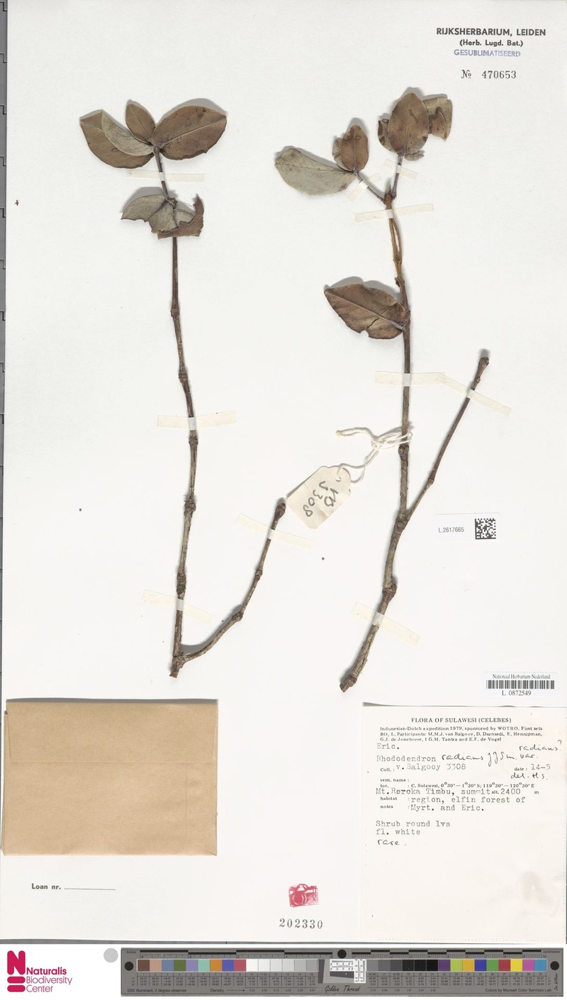Rhododendron radians photo 6
