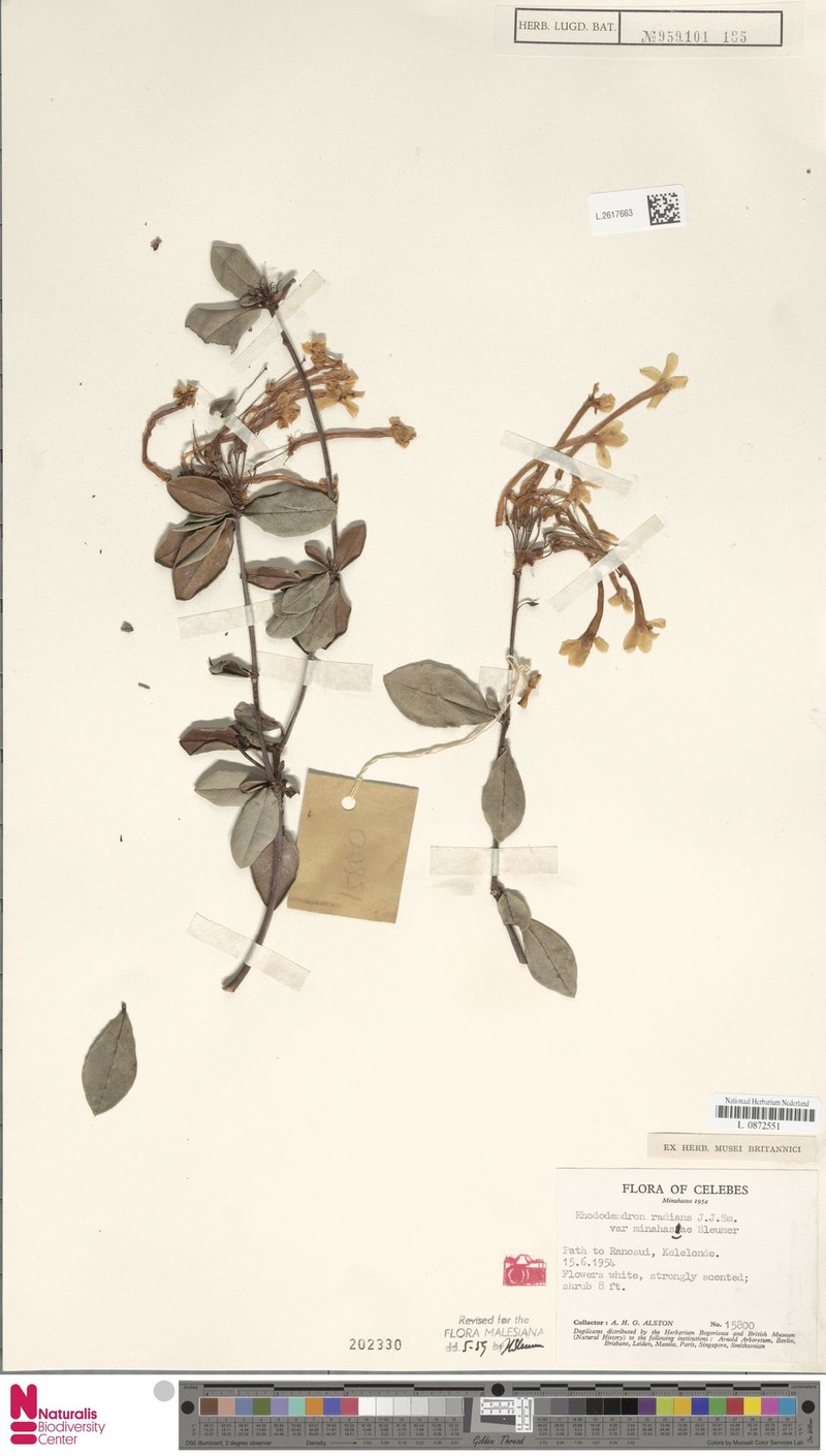Rhododendron radians var. minahasae