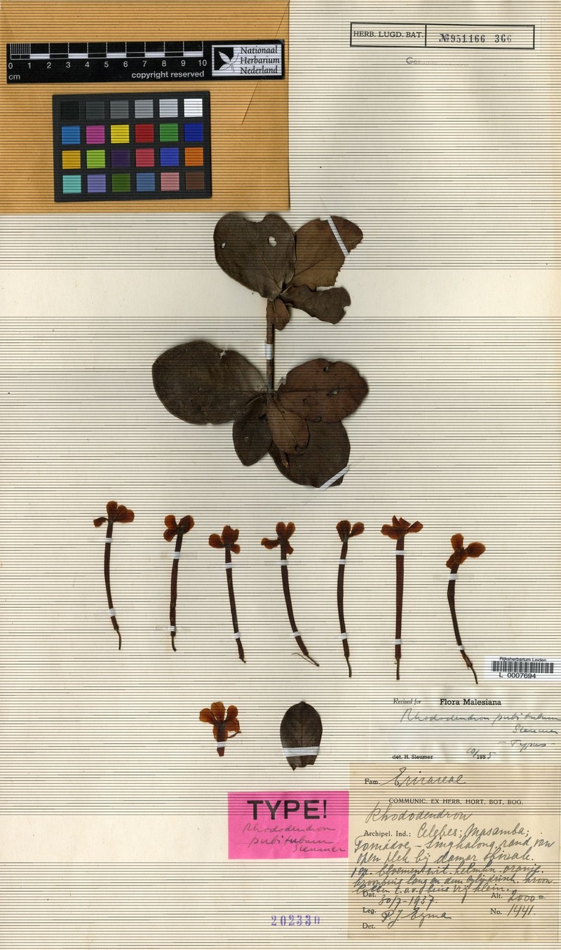 Rhododendron radians var. pubitubum