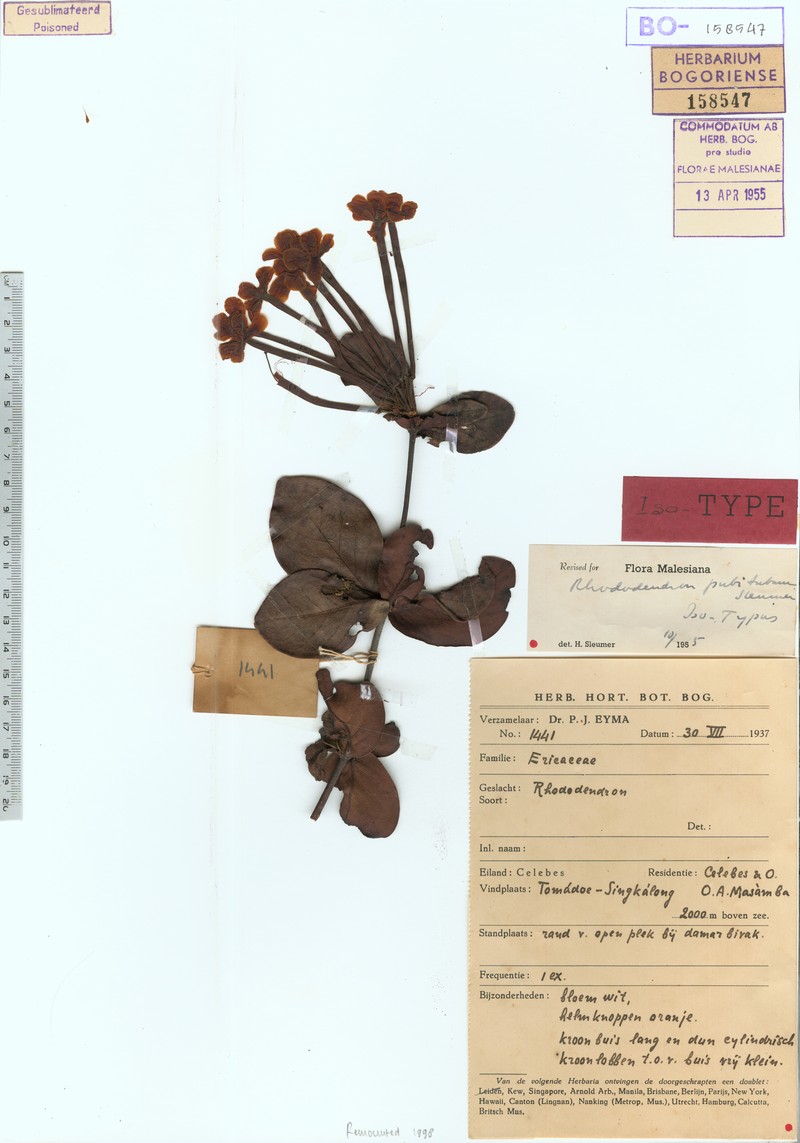 Rhododendron radians var. pubitubum photo 2