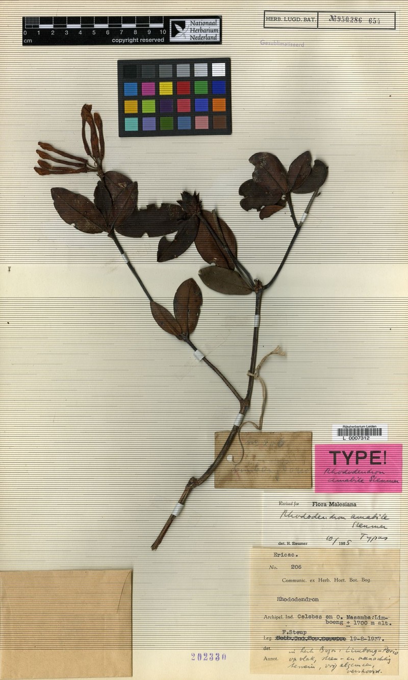 Rhododendron radians var. pubitubum photo 3