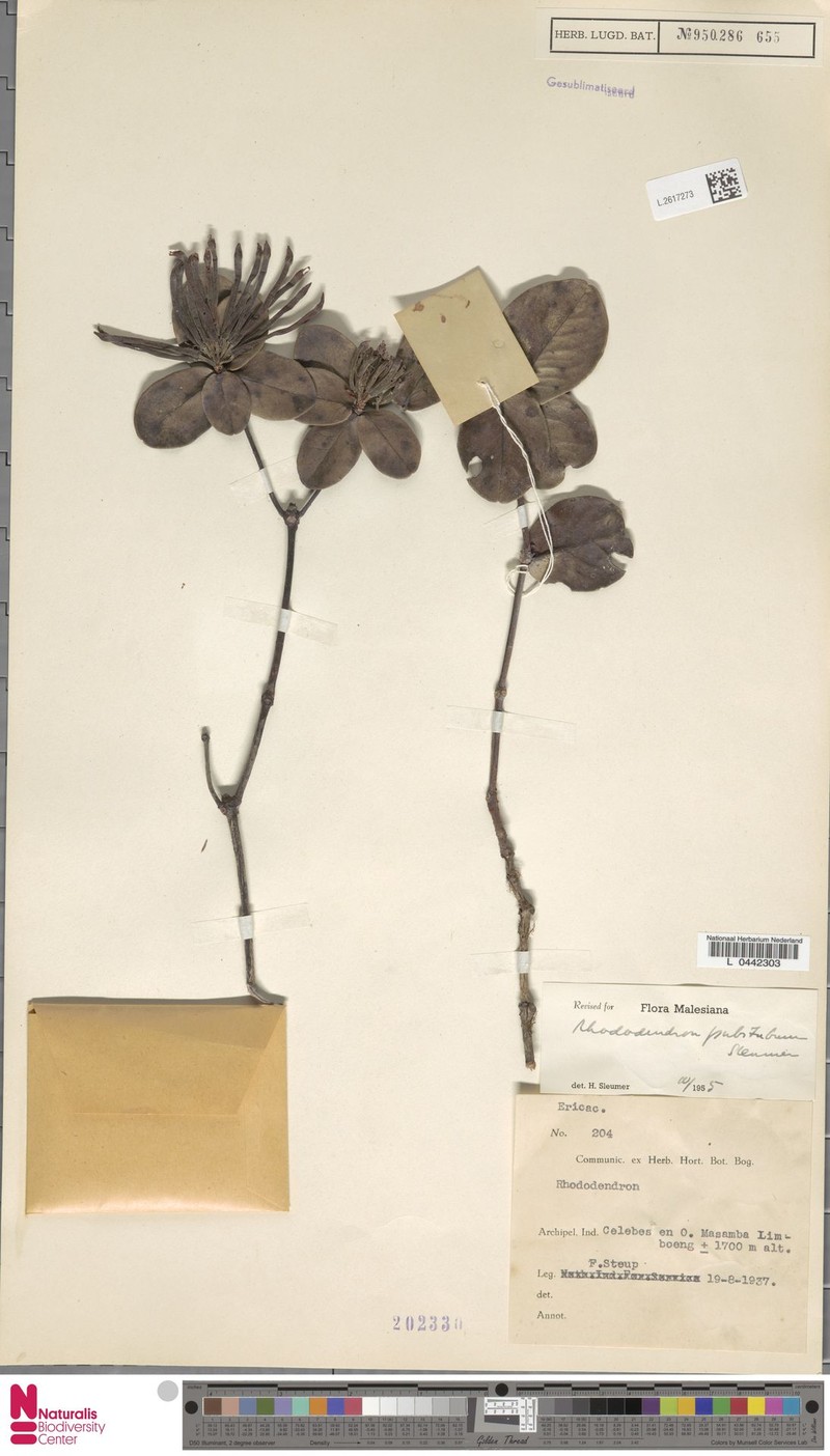 Rhododendron radians var. pubitubum photo 4