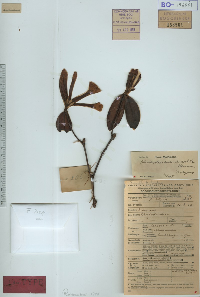 Rhododendron radians var. pubitubum photo 5