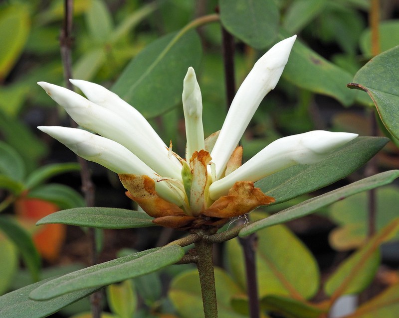 Rhododendron rappardii