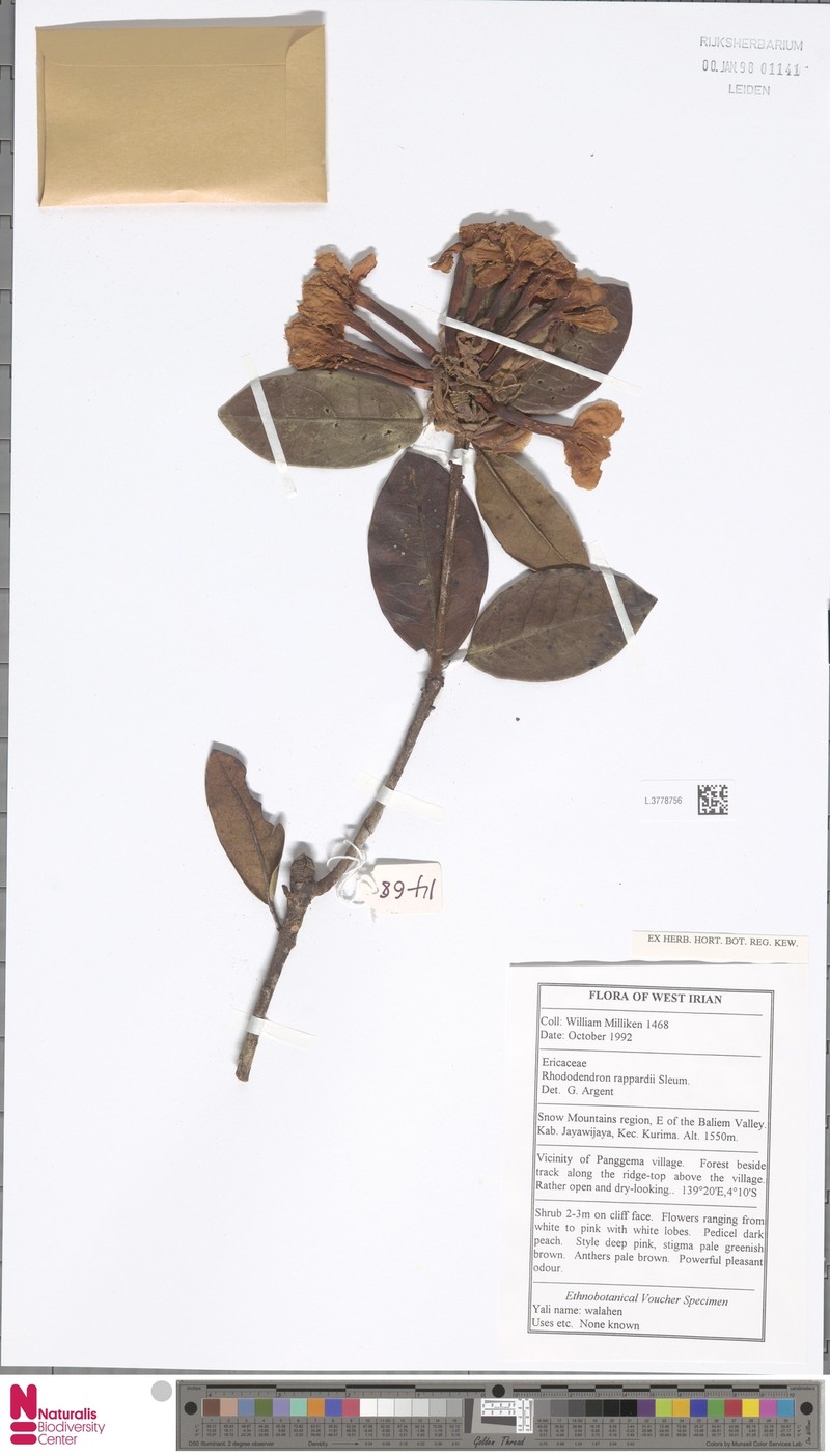 Rhododendron rappardii photo 2