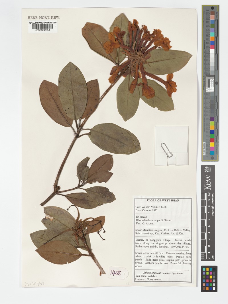 Rhododendron rappardii photo 4