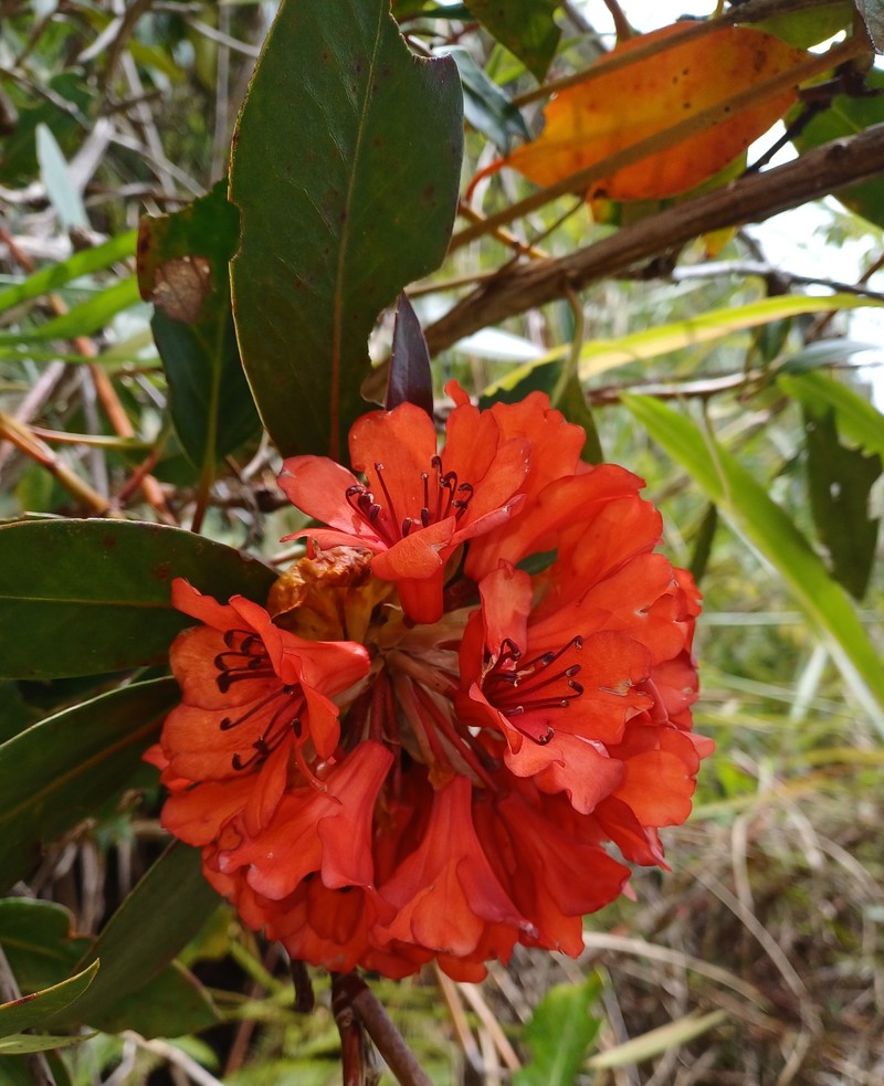 Rhododendron rarilepidotum photo 5
