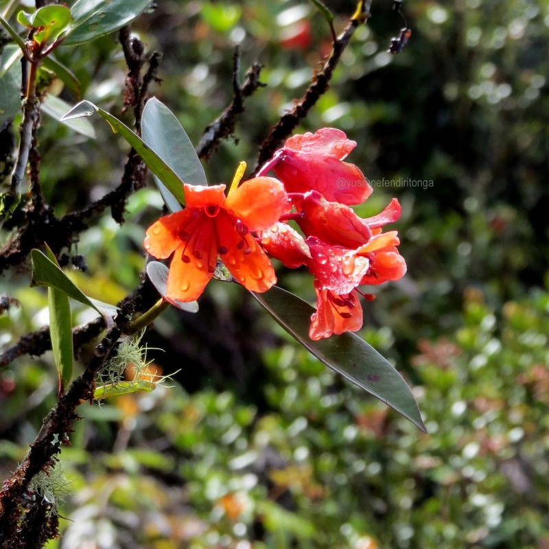Rhododendron rarilepidotum photo 6