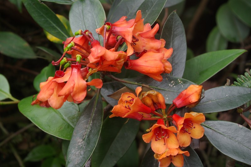 Rhododendron rarilepidotum photo 7