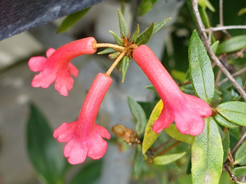 Rhododendron rarum