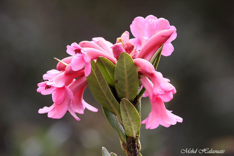 Rhododendron rarum photo 2