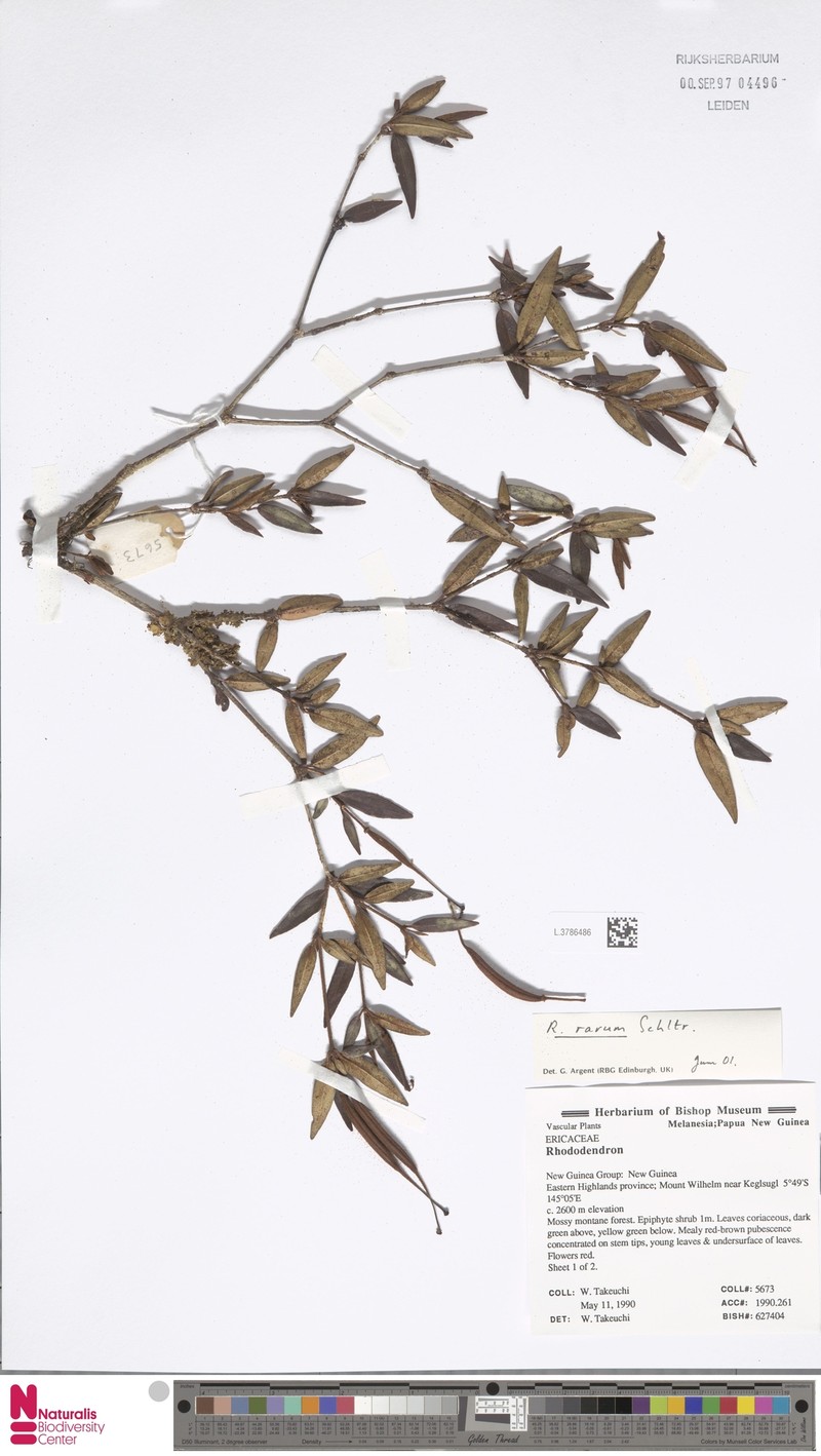 Rhododendron rarum photo 3