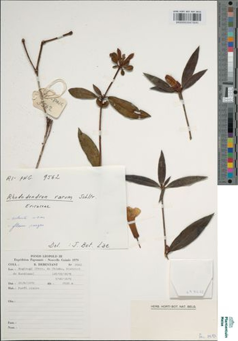 Rhododendron rarum photo 5