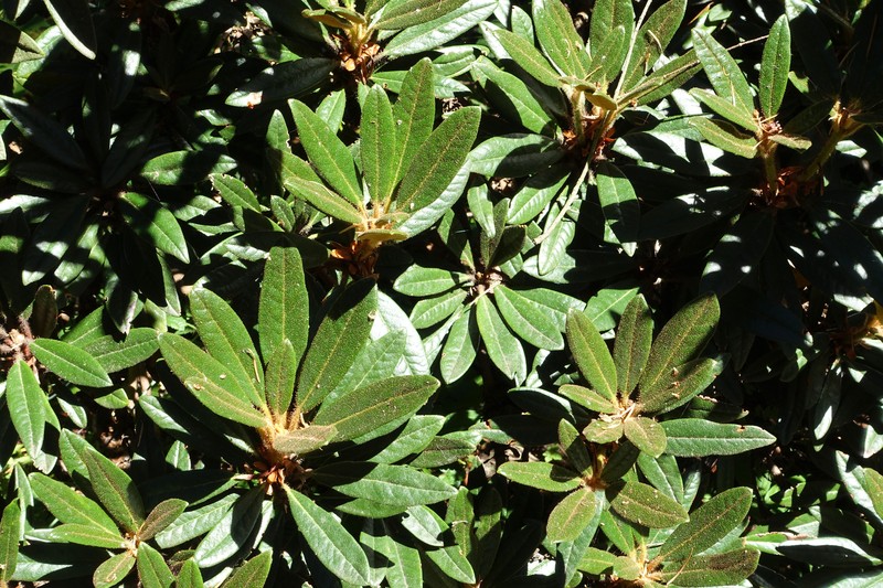 Rhododendron recurvoides