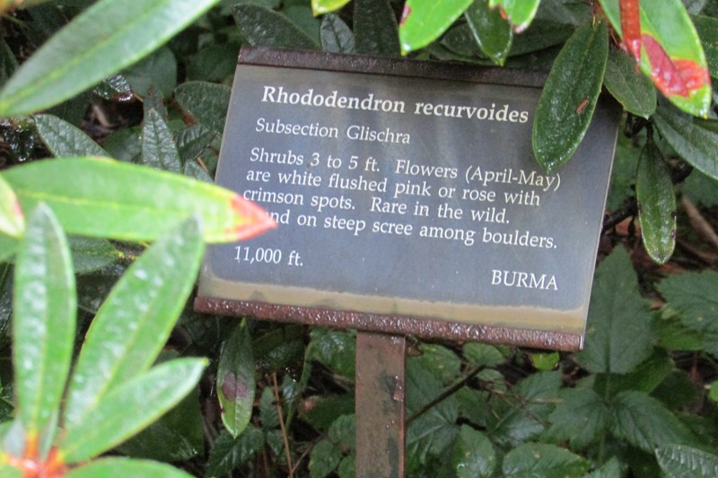 Rhododendron recurvoides photo 2