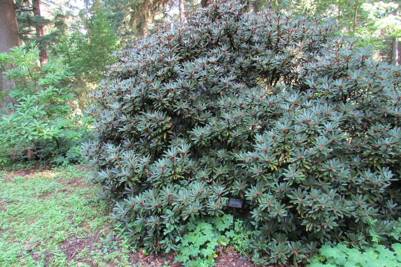 Rhododendron recurvoides photo 3