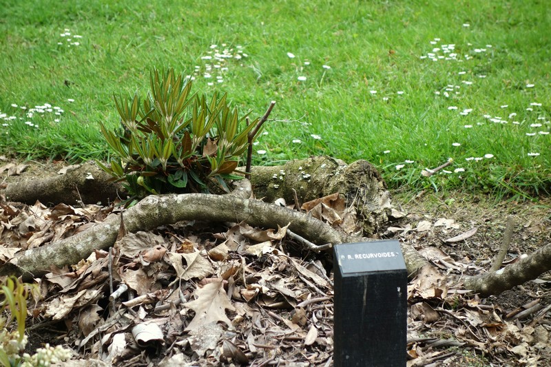 Rhododendron recurvoides photo 4
