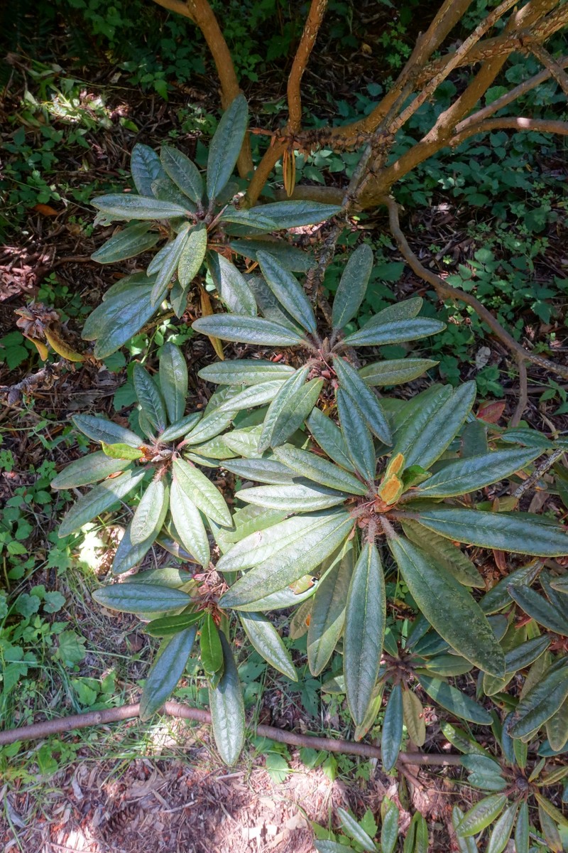 Rhododendron recurvoides photo 5