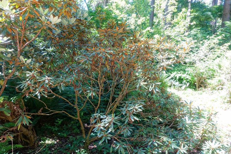 Rhododendron recurvoides photo 6