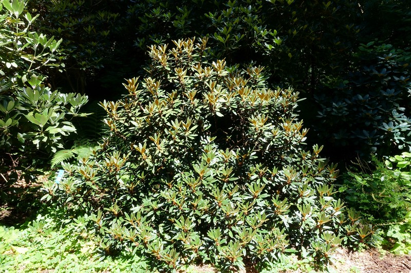Rhododendron recurvoides photo 7