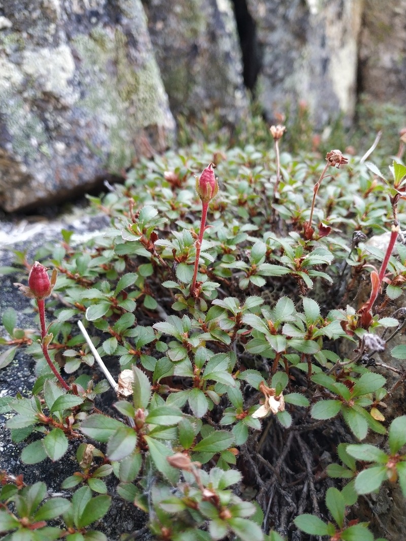 Rhododendron redowskianum