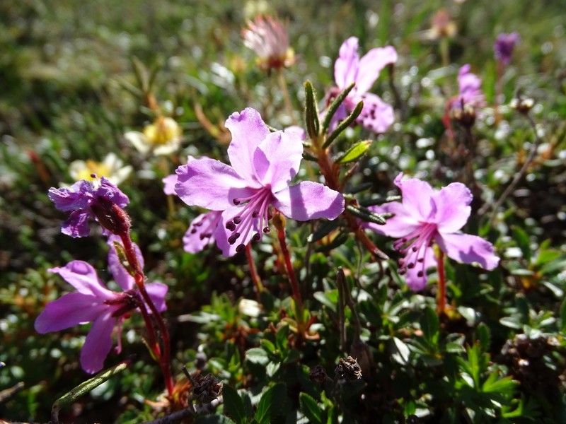 Rhododendron redowskianum photo 3