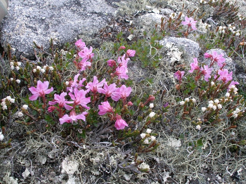 Rhododendron redowskianum photo 5